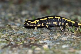 Octobre-Salamandre-ThibaultLigout