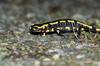 Octobre - Salamandre -Thibault Ligout