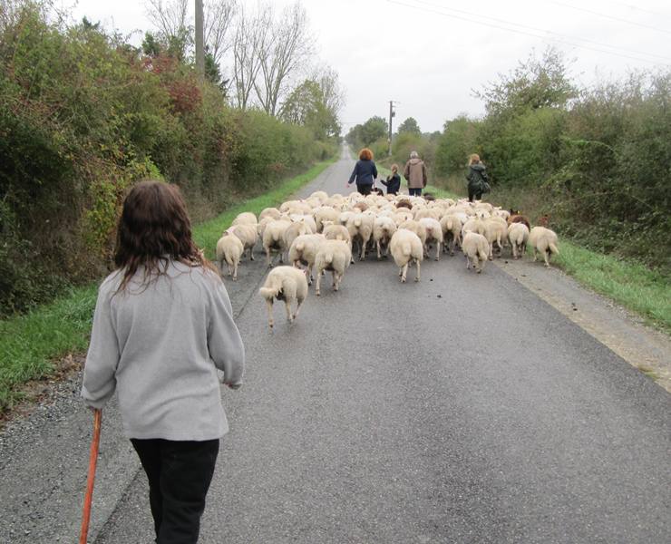 suite transhumance Julien Laboutte DB