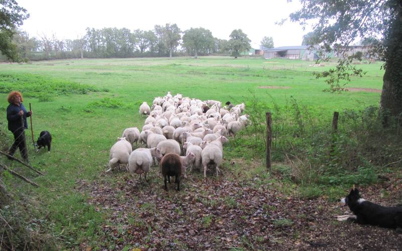 arrivée troupeau champ Julien Laboutte DB
