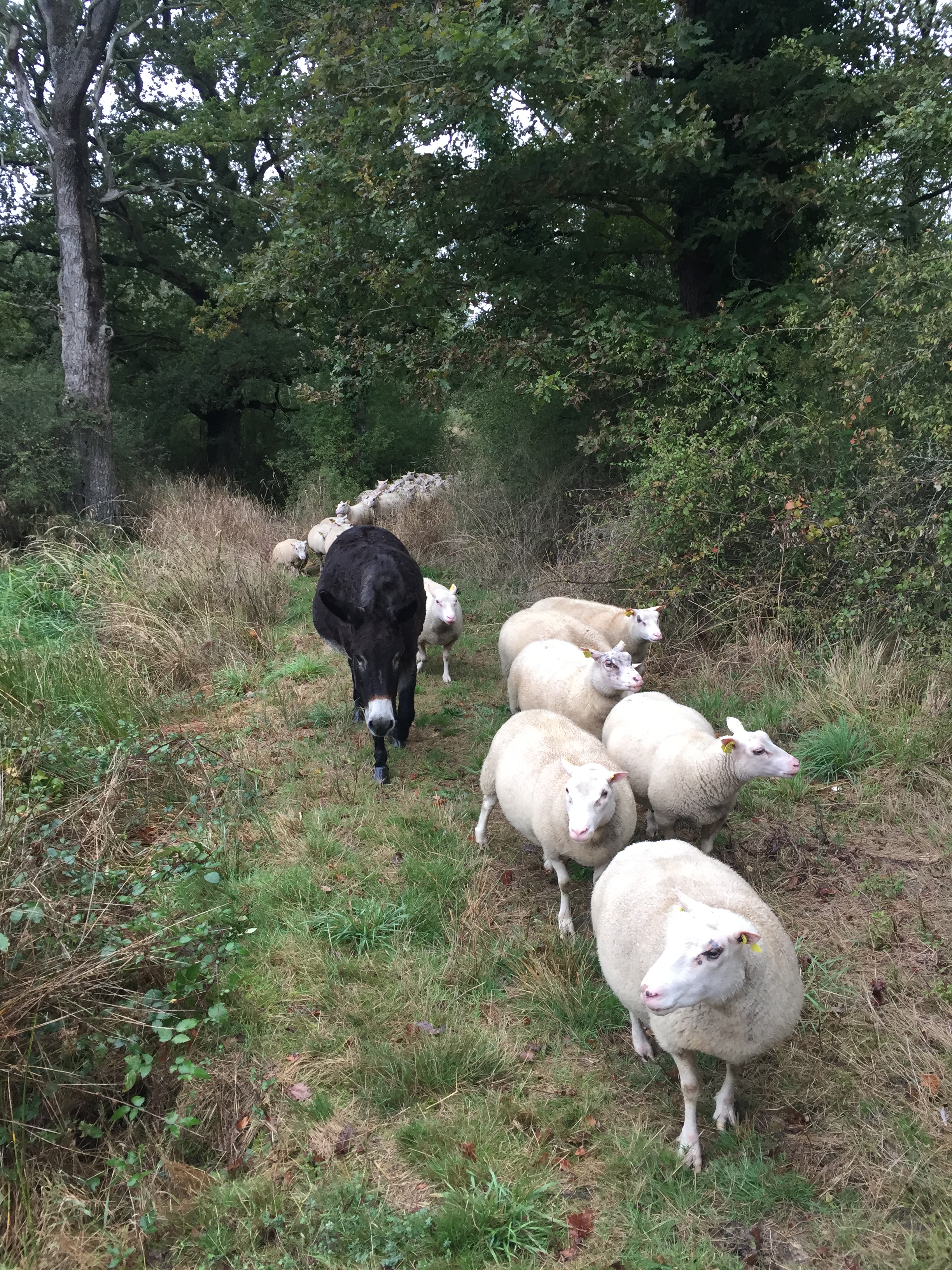 âne au coeur du troupeau Julien Laboutte DB