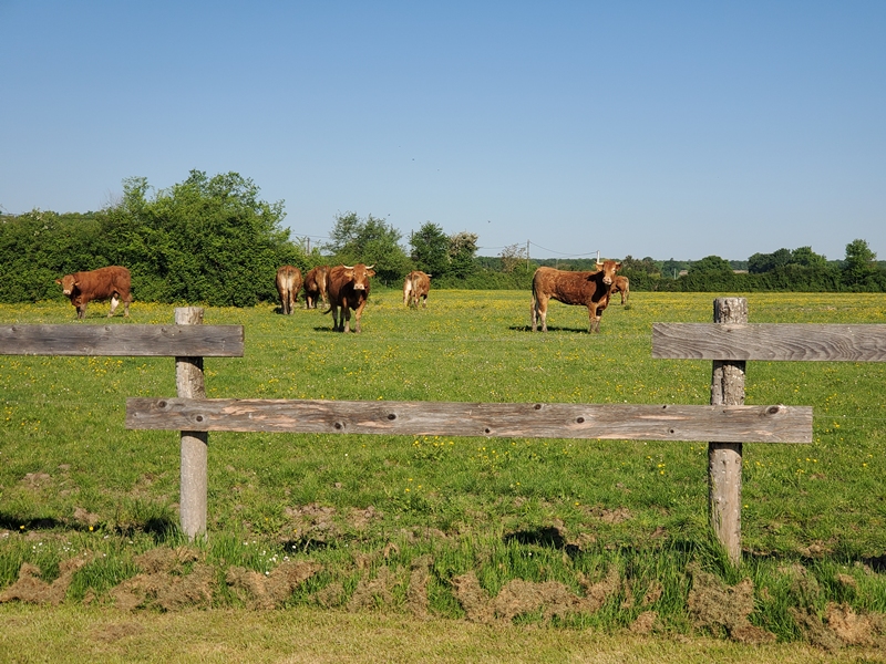 Paulnay-Baraudière-avril2025mm (site) (8) ©destinationbrenne