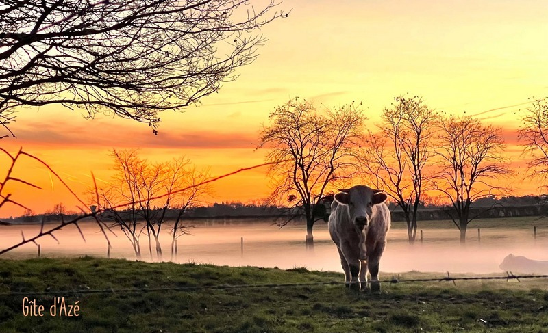 Photo azé vache 