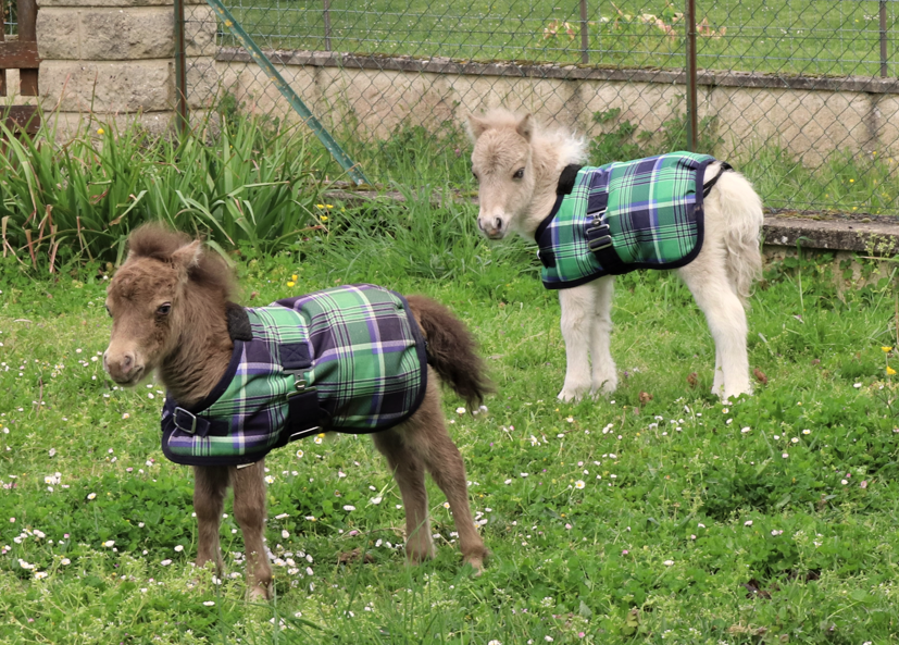 Poulain ©ClaireSirera