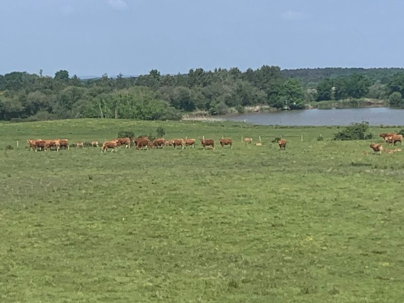 Rendo-Exploitation des Buttons Ferme des Buttons