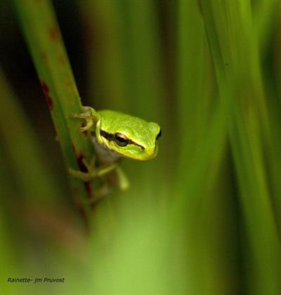 Rainette verte
