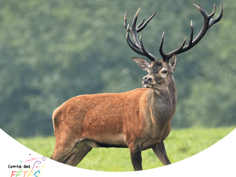 Rando Brame du cerf ©comitédesfêtesdeMigné