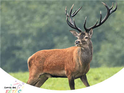 Rando Brame du cerf