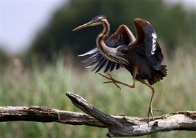 Reserve-naturelle-de-Cherine-a-St-Michel-en-Brenne-2-7