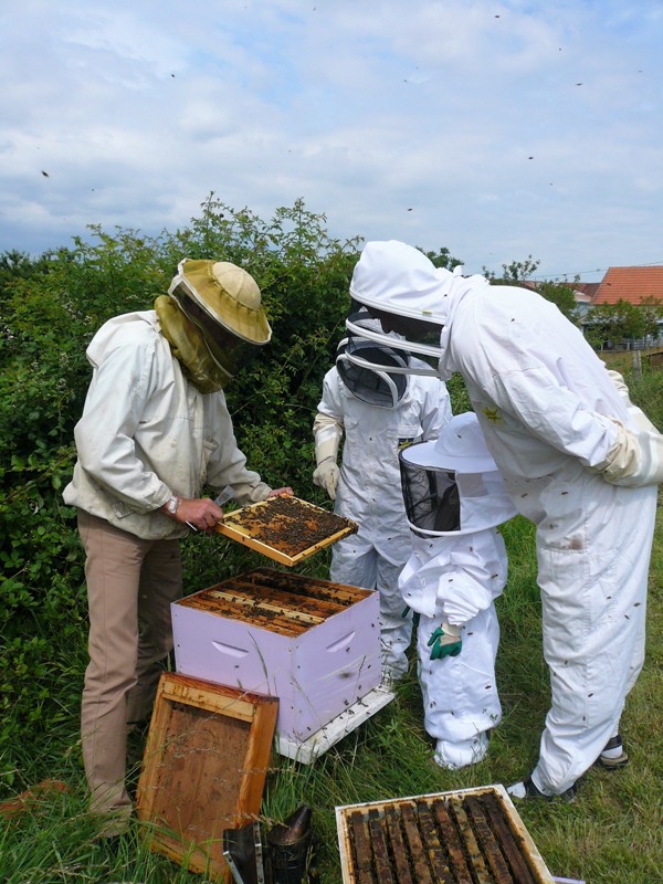 Safari abeilles ©Terre d'Abeilles
