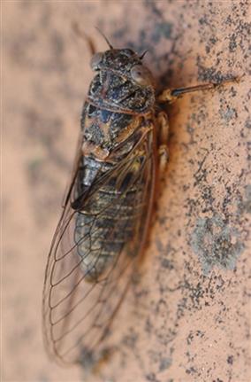 Tettigetta_argentata01_Catherine-Reymonet_internet