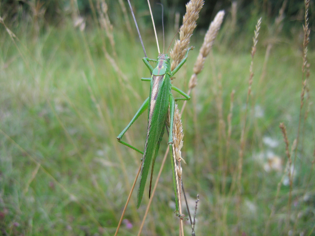 Tettigonia viridissima 2_JB-Bourdin ©Jean Claude Bourdin