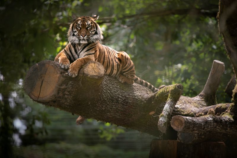 Tigre-Sumatra-RZHT--AGN8628--MNHN-A.-Iatzoura 