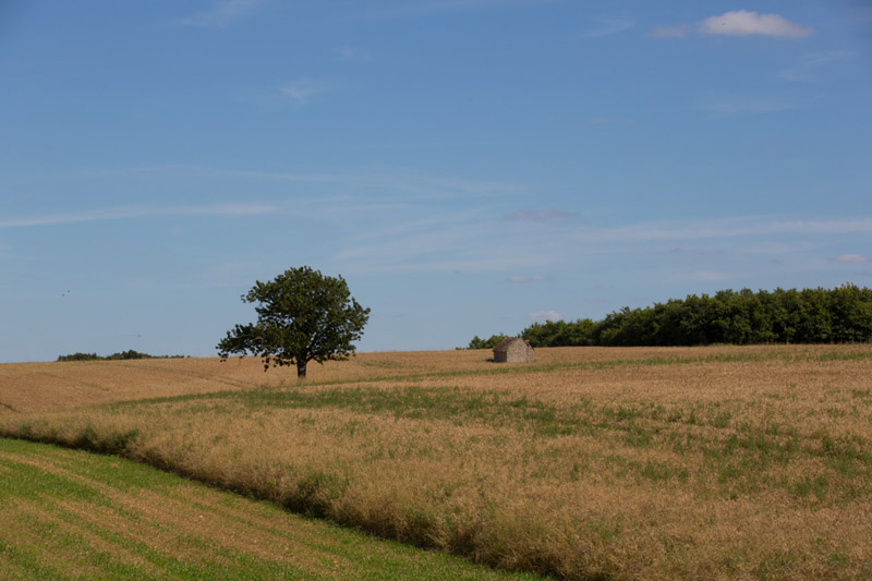 Le coteau aux loges de vigne - Loge de vigne perdu dans les champs ©Hellio-Van Ingen