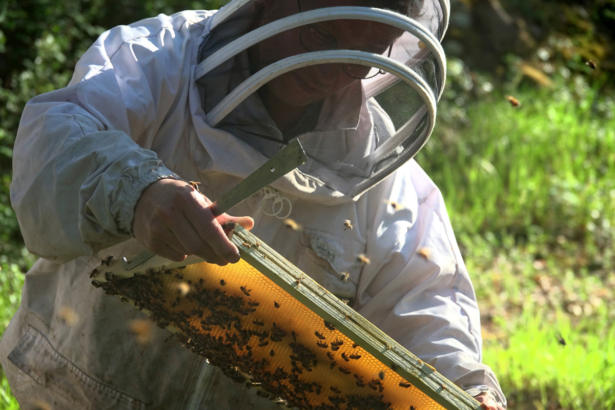 abeille-bete-miel-berry-86 L'Abeille et la Bête