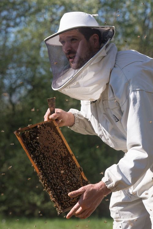 apiculteur-cyrille-abeille-de-brenne-miel-cadre Cyrille Bénard et Aline Chérencé 