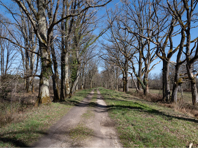 arbre etang vieux rigaud s