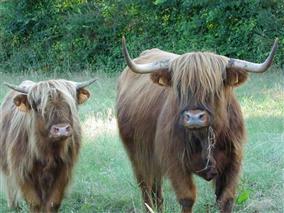 brenne_36_GAECLes2Terres