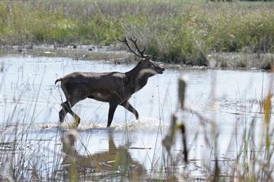 cerf durant le brame queue d'&eacute;tang de l'hopital