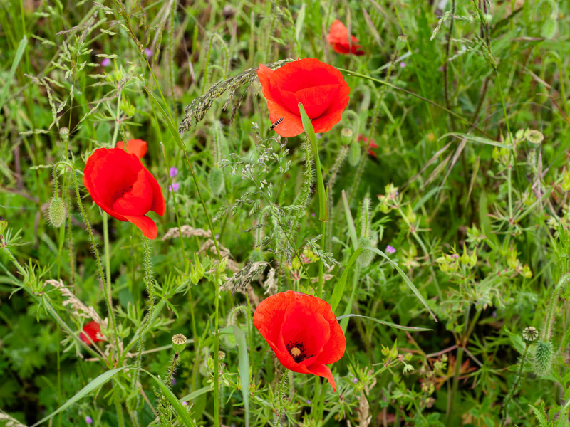 coquelicots Sébastien RIGAUD