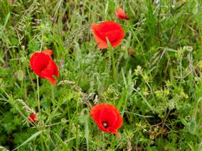 coquelicots