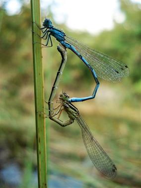 dragonflies-PNRBrenne