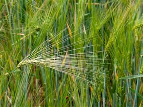 epis de blé sr Sébastien RIGAUD