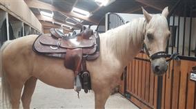 equitationwestern