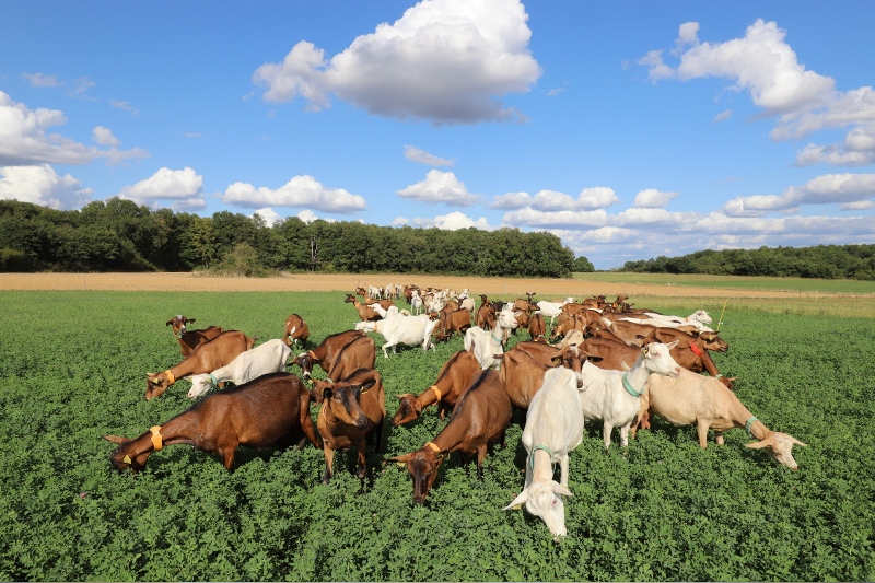 chèvres de la ferme des cabrioles ©Nicolas Van Ingen