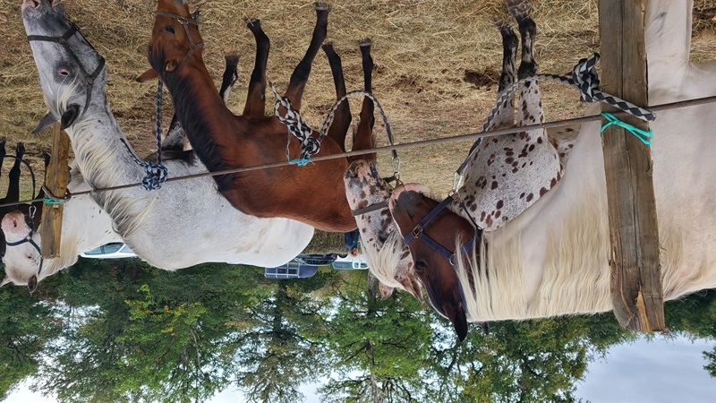 foire aux chevaux - Chaillac (1) ©Destination Brenne - VLM
