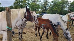 foireauxchevaux-Chaillac(1)