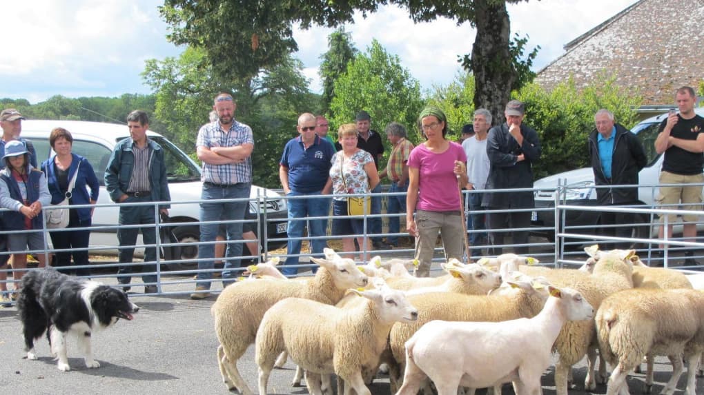 foire-ovine  ©La Nouvelle République