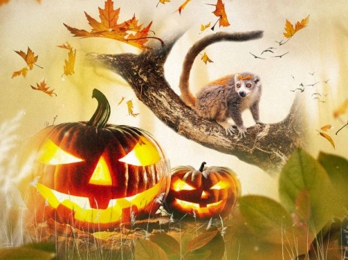 halloween Haute Touche 2024 ©Réserve de la Haute Touche
