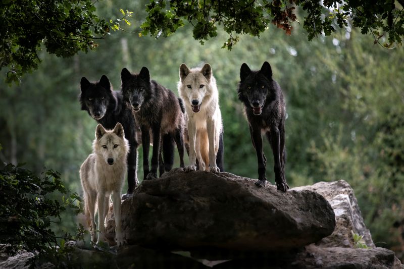 loup-Mackenzie-AGN8153--MNHN-A.-Iatzoura 