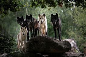 loup-Mackenzie-AGN8153--MNHN-A.-Iatzoura