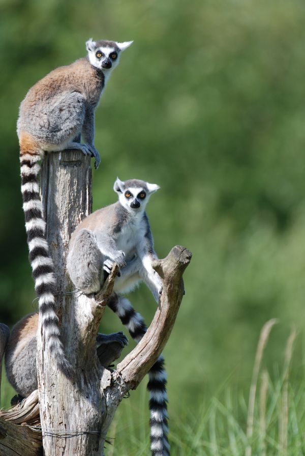 maki-catta--MNHN-Patrick-Roux 