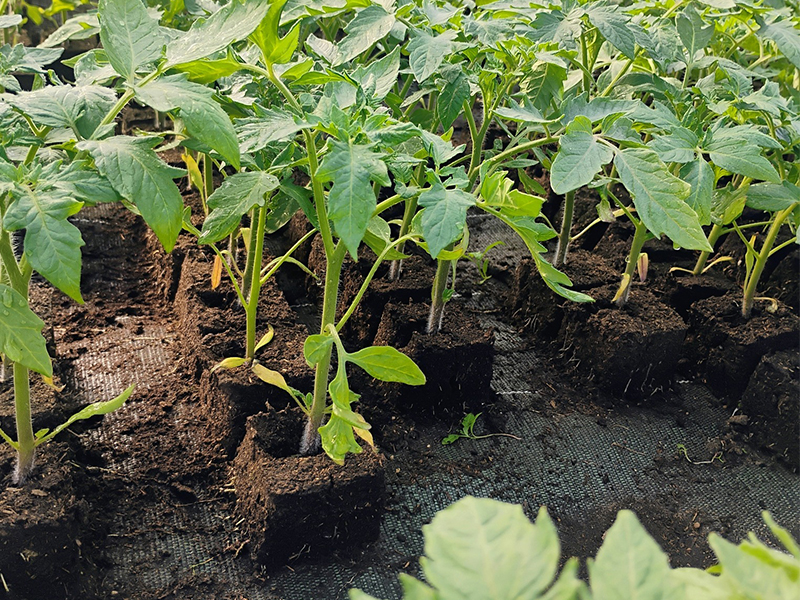 plants Les légumes de la Touche © Les légumes de la Touche