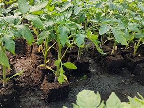 plantsLeslégumesdelaTouche