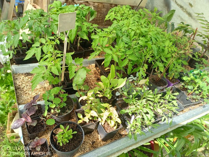 plants ©Asso R.E.L.A.I.S.