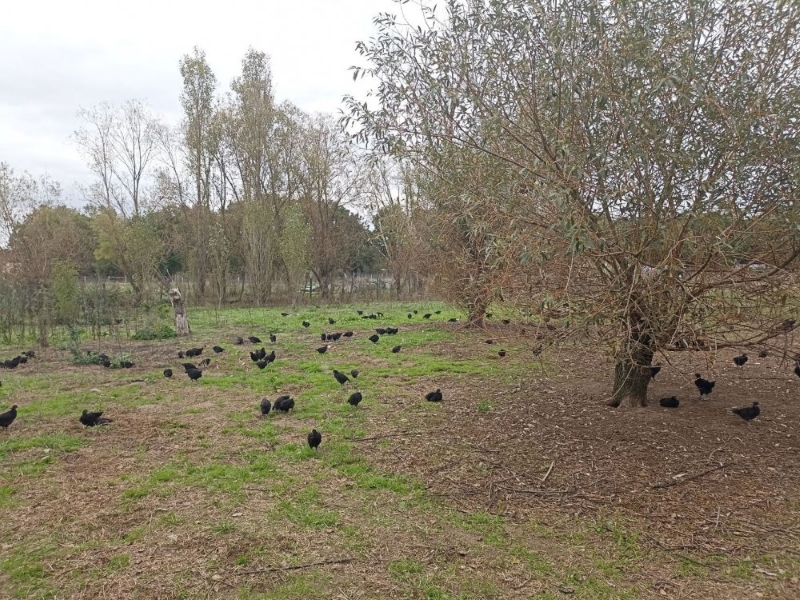 poulets_noirs ©plumecane