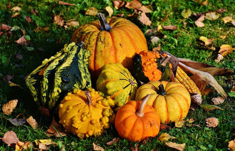 pumpkins-©AlexiadePixabay ©AlexadePixabay