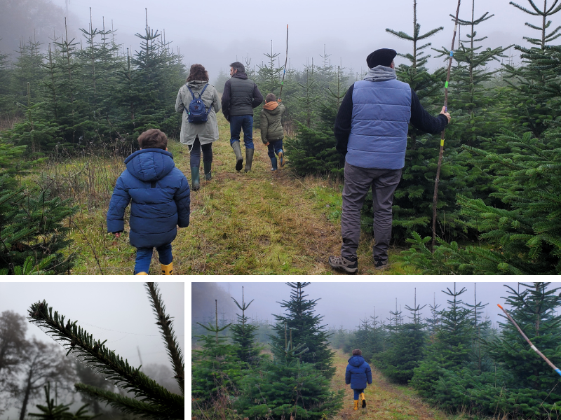 sapinblog3 Destination Brenne - MM