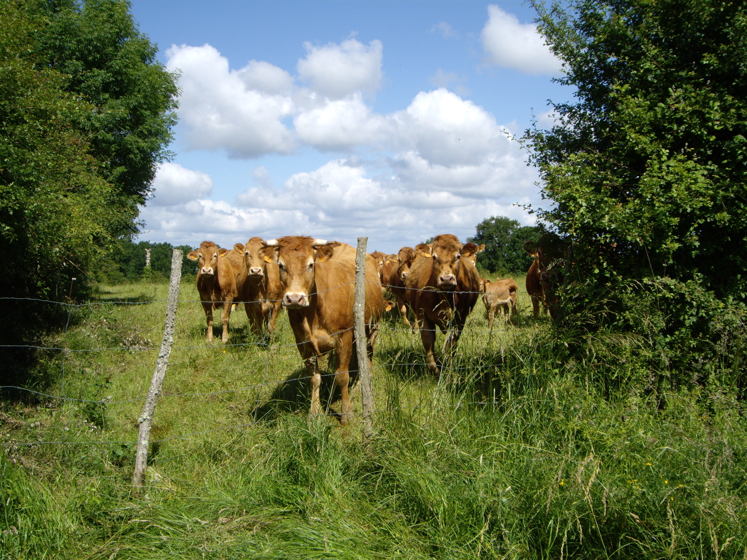 Pré vache OT Vallée de la Creuse